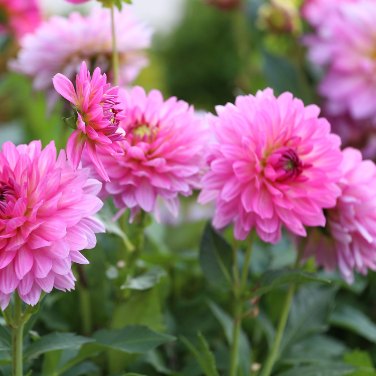 Dahlia Border Decorative Gallery Bellini - Bulk Offer