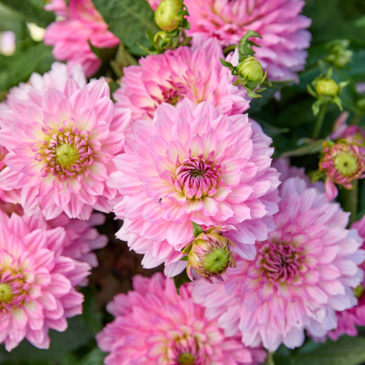 Dahlia Border Decorative Gallery Bellini - Bulk Offer