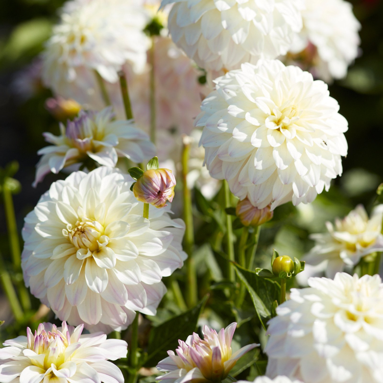 Dahlia Border Decorative Gallery Monet
