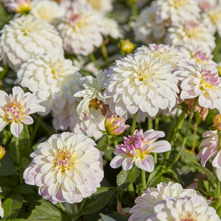 Dahlia Border Decorative Gallery Monet
