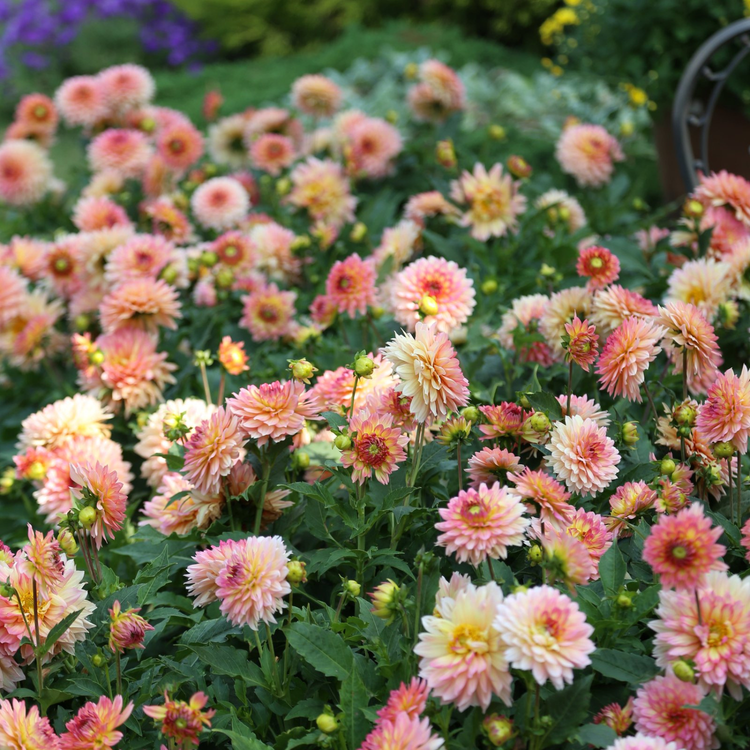 Dahlia Border Decorative Gallery Pablo - Bulk Offer