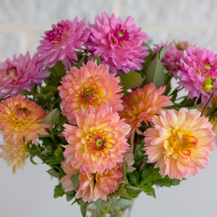 Dahlia Border Decorative Gallery Pablo