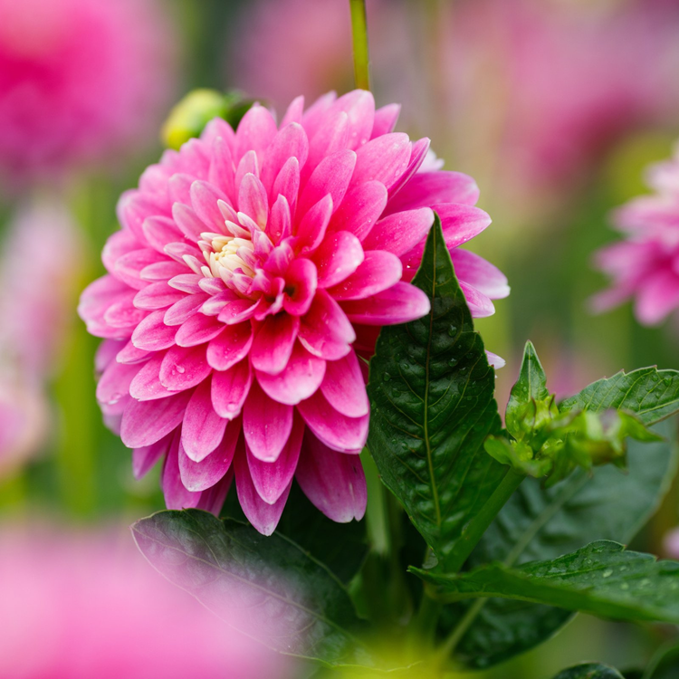 Dahlia Border Decorative Gallery Rembrandt