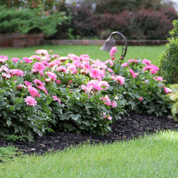 Dahlia Border Decorative Gallery Rembrandt