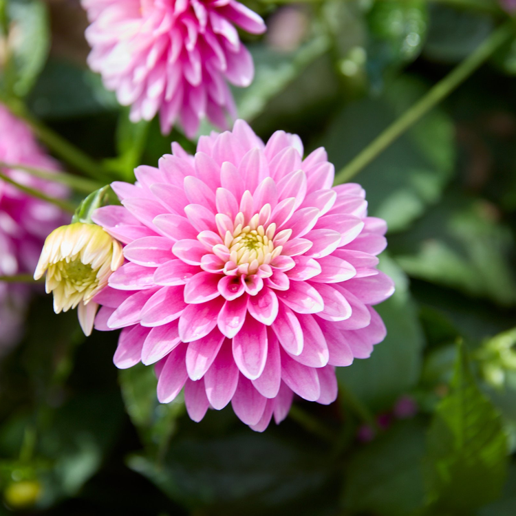 Dahlia Border Decorative Gallery Rembrandt
