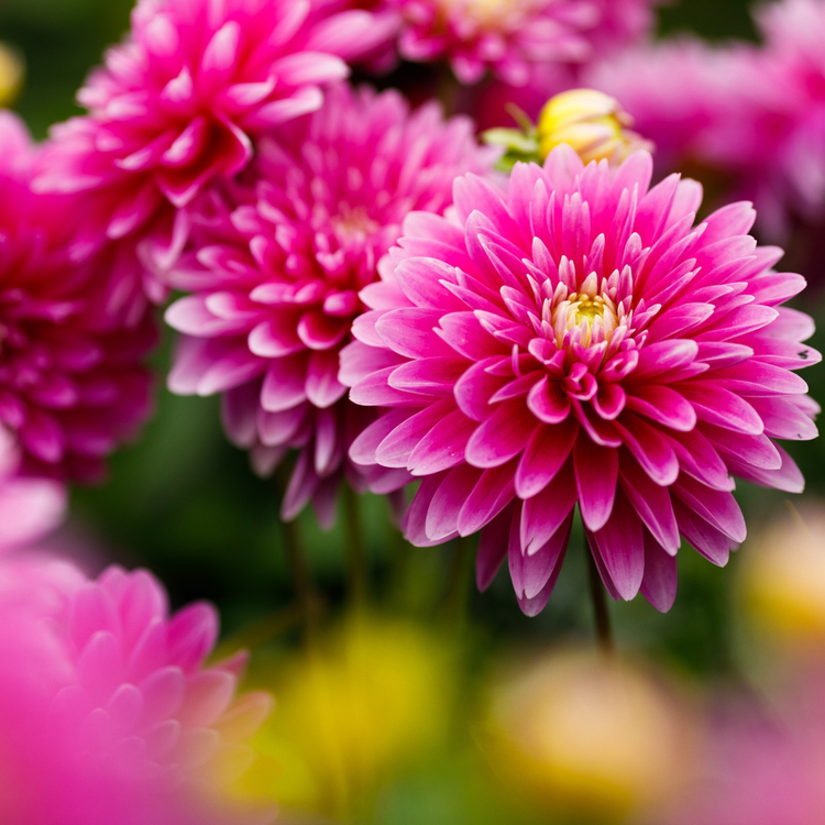 Dahlia Border Decorative Gallery Rembrandt