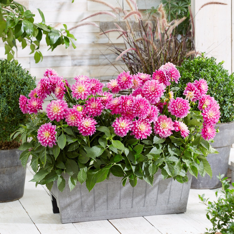 Dahlia Border Decorative Gallery Rembrandt