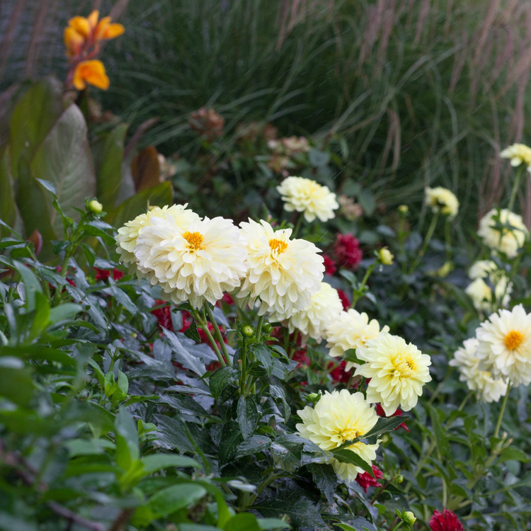 Dahlia Border Decorative Gallery Serenade