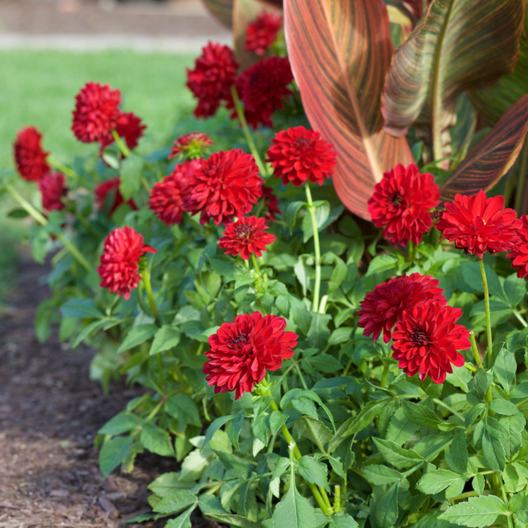 Dahlia Border Decorative Gallery Singer