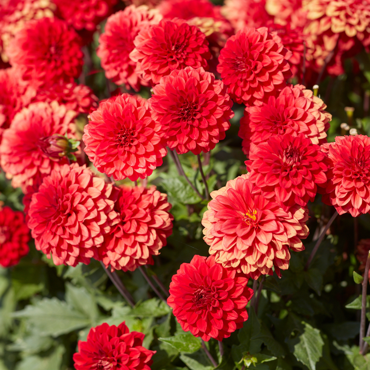 Dahlia Border Decorative Gallery Singer