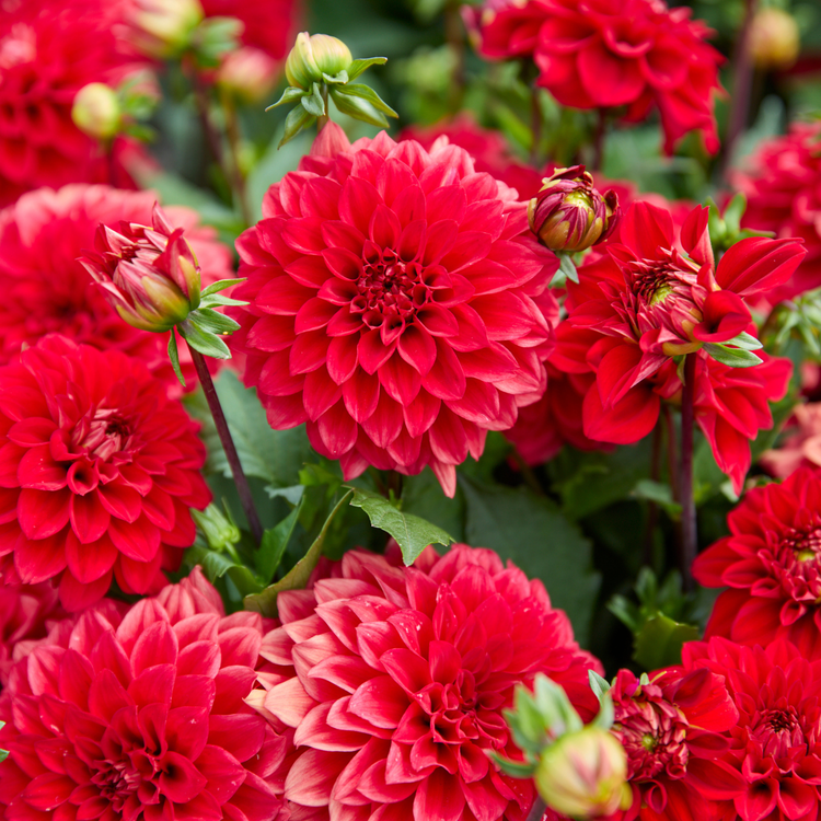 Dahlia Border Decorative Gallery Singer