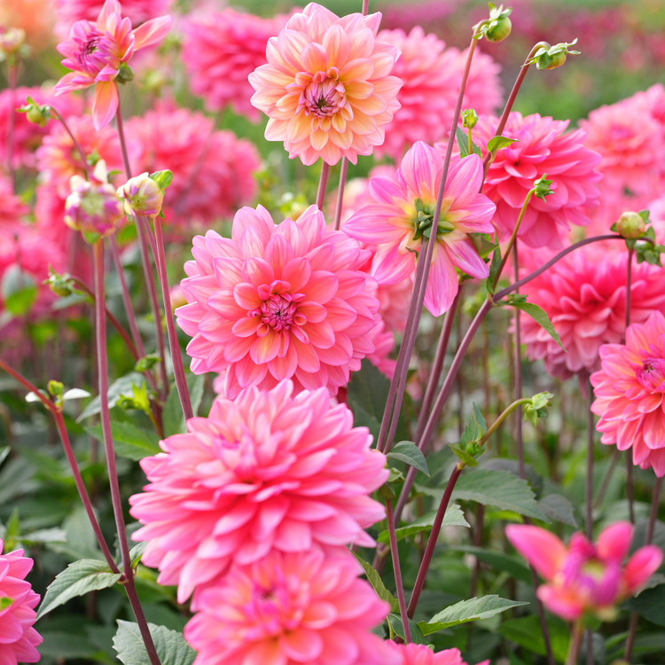 Dahlia Decorative Great Silence
