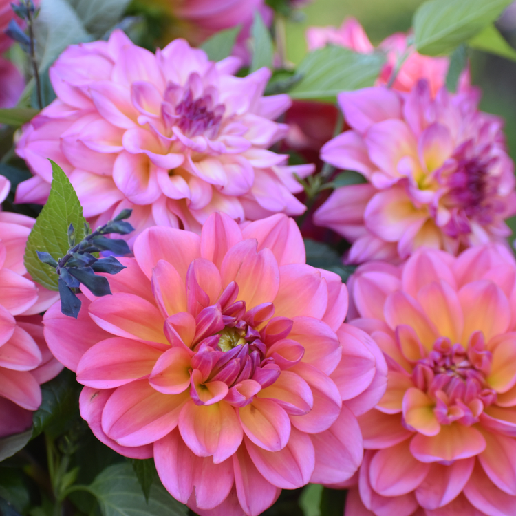 Dahlia Decorative Great Silence