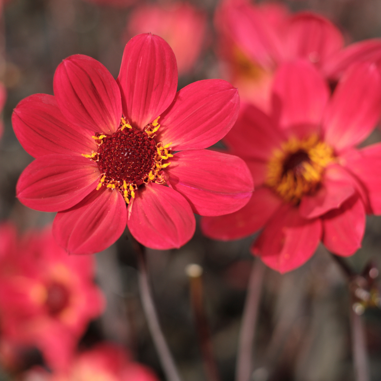 Dahlia Single HS Flame