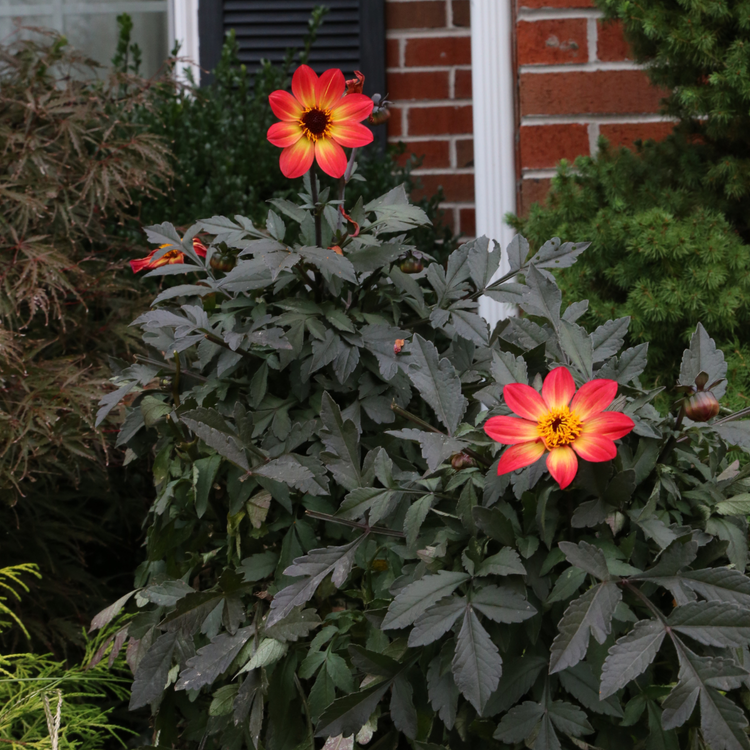Dahlia Single HS Flame