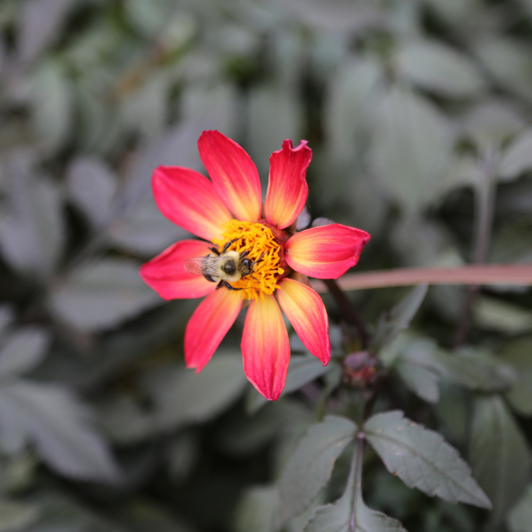 Dahlia Single HS Flame