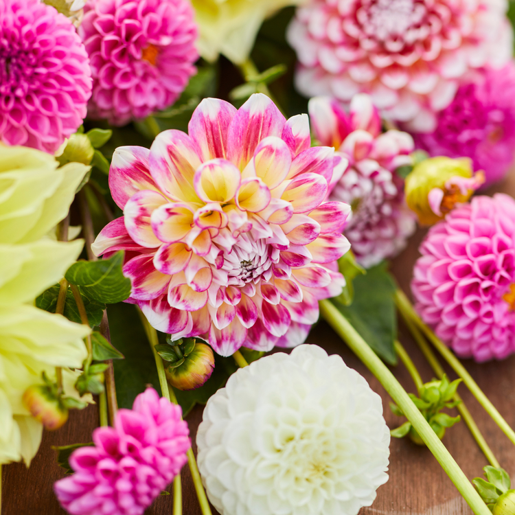 Dahlia Decorative Hawaii