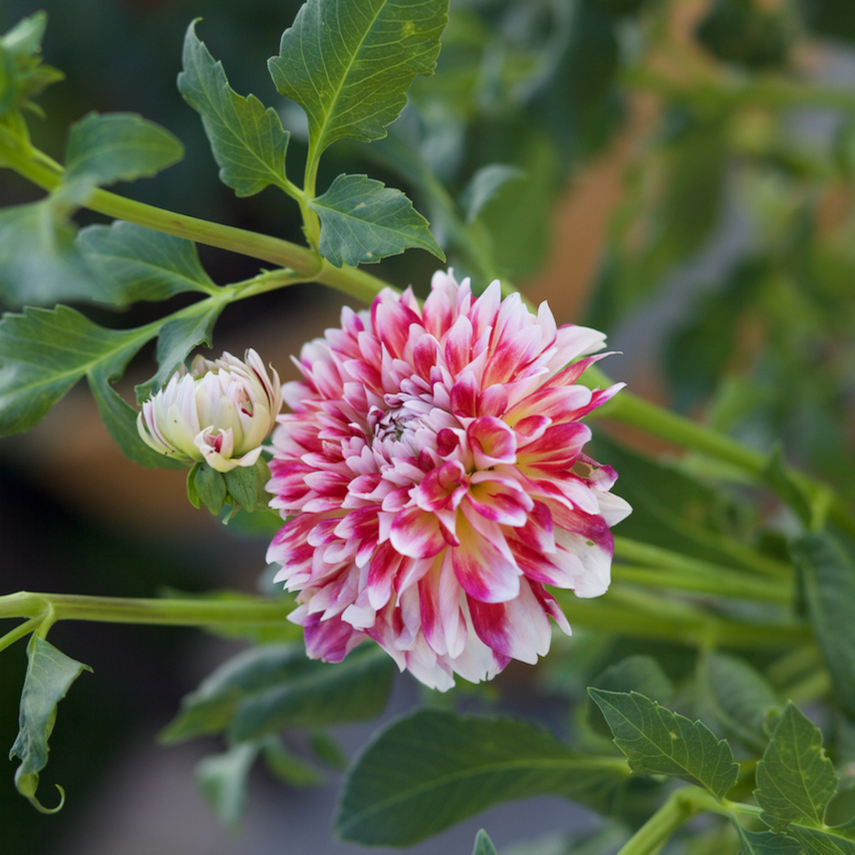 Dahlia Decorative Hawaii - 2 tuber clumps - Longfield Gardens