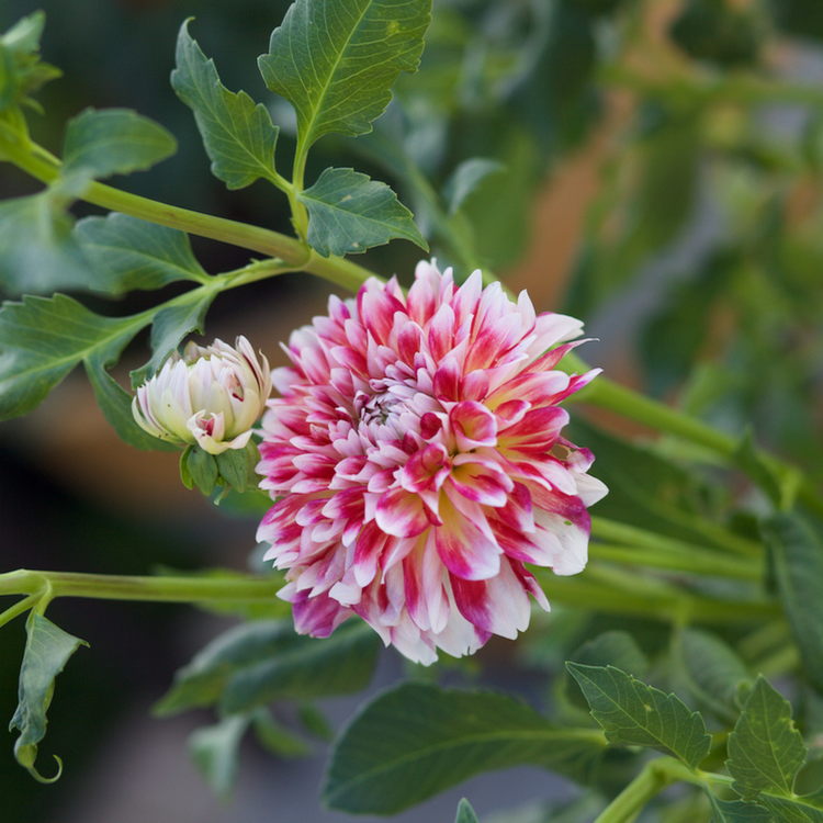 Dahlia Decorative Hawaii