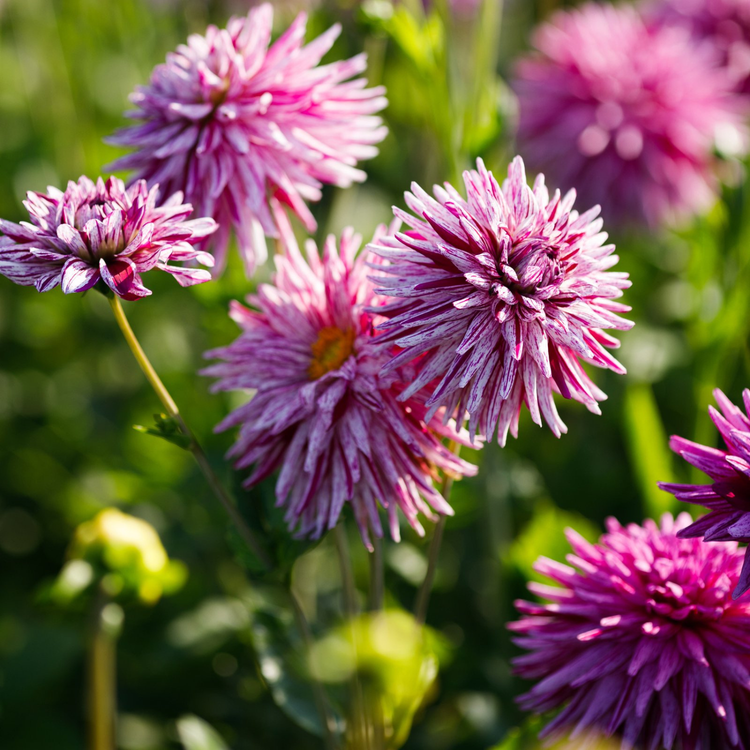 Dahlia Cactus Hy Trio