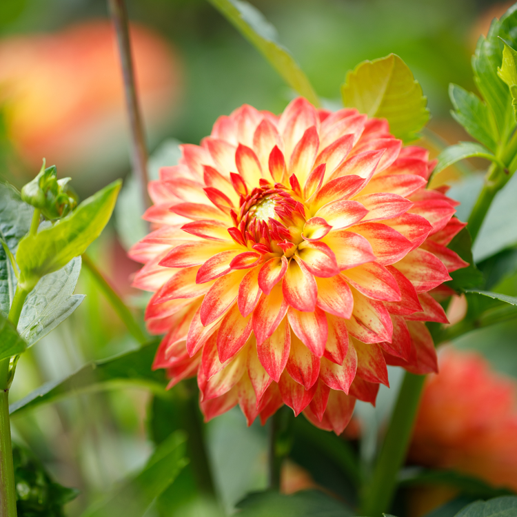Dahlia Decorative Icoon