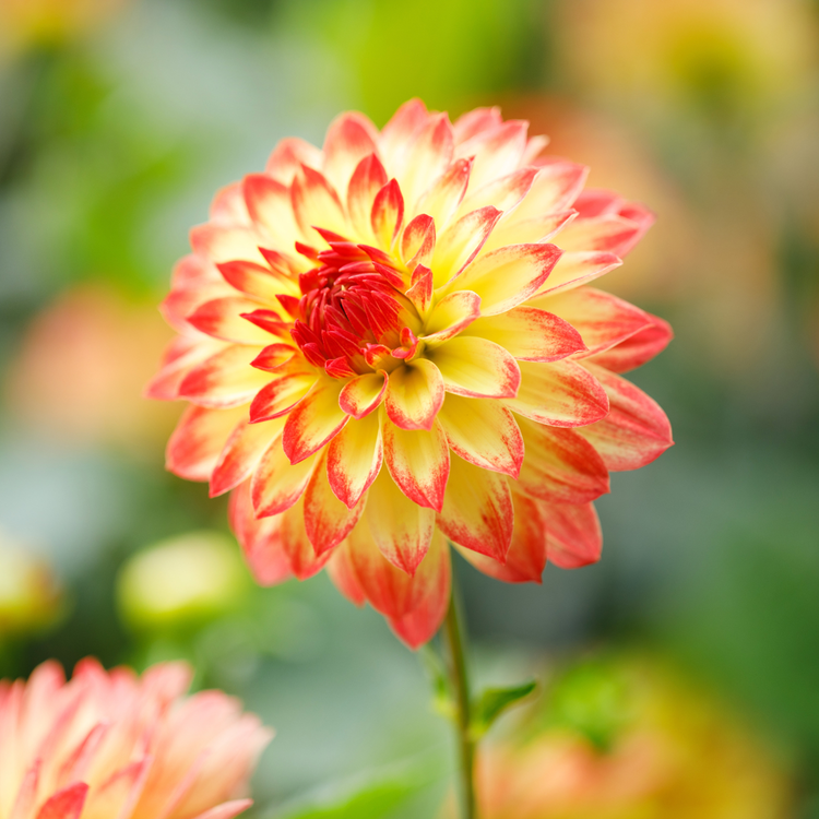 Dahlia Decorative Icoon