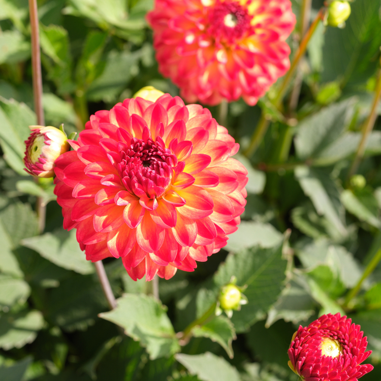 Dahlia Decorative Icoon