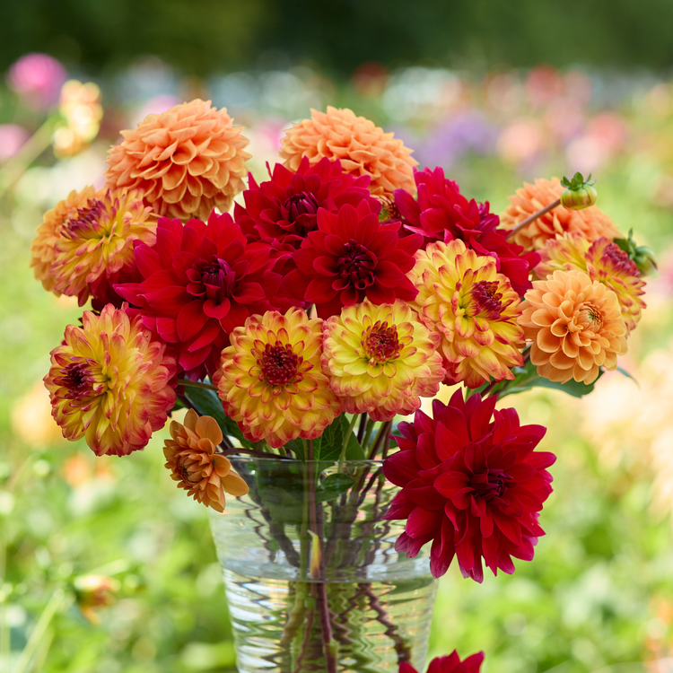 Dahlia Decorative Icoon