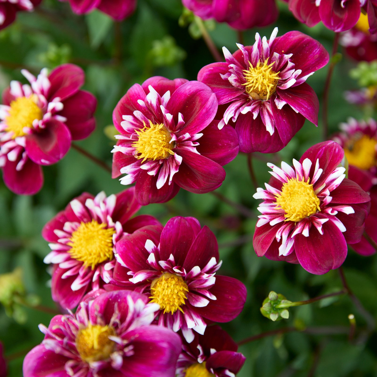 Dahlia Collarette Impression Fantastico