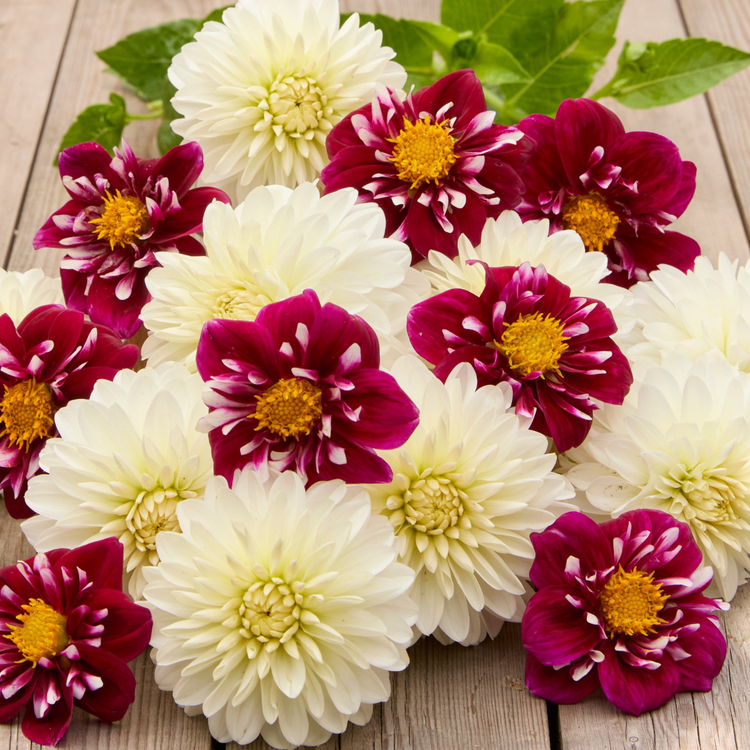Dahlia Collarette Impression Fantastico