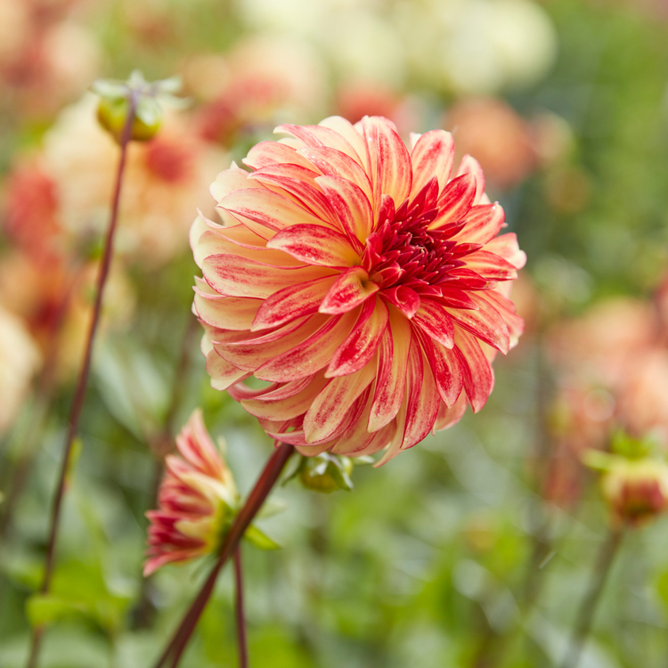 Dahlia Decorative Irish Pinwheel