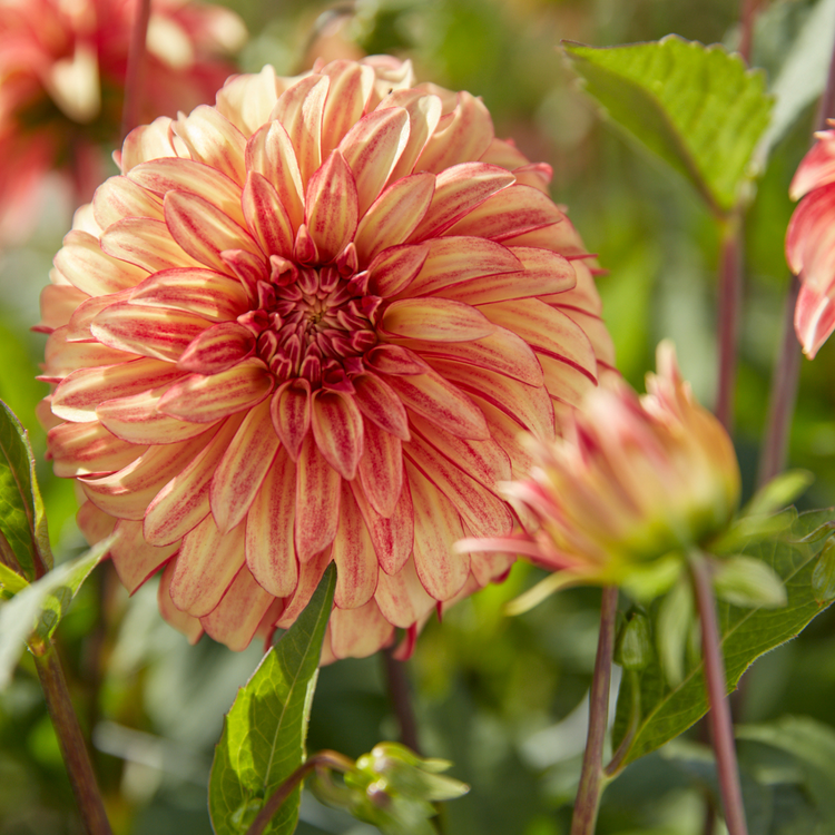 Dahlia Decorative Irish Pinwheel