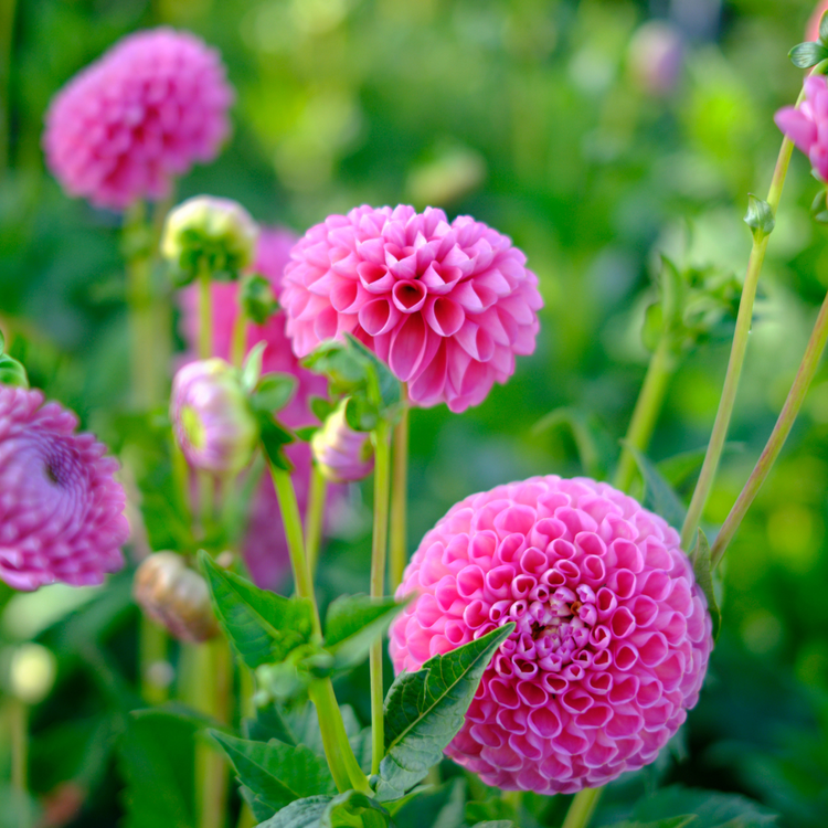 Dahlia Ball Jowey Frambo