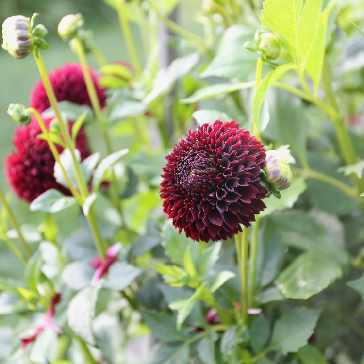 Dahlia Ball Jowey Mirella