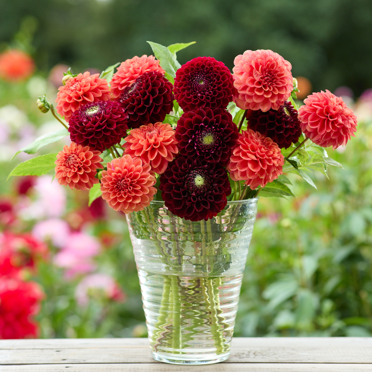 Dahlia Ball Jowey Mirella