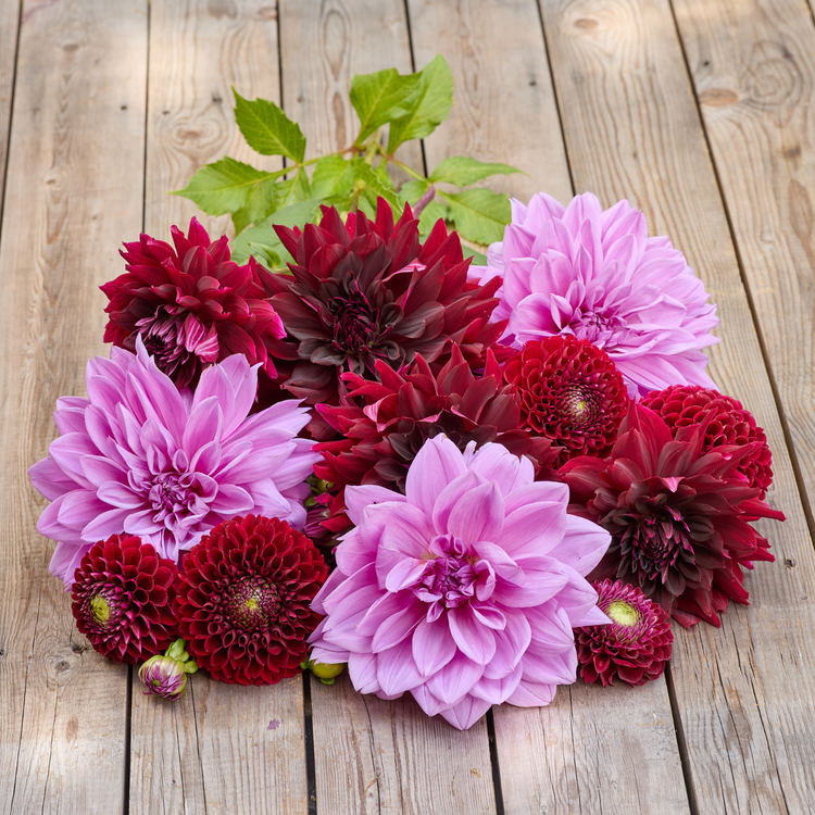 Dahlia Ball Jowey Mirella