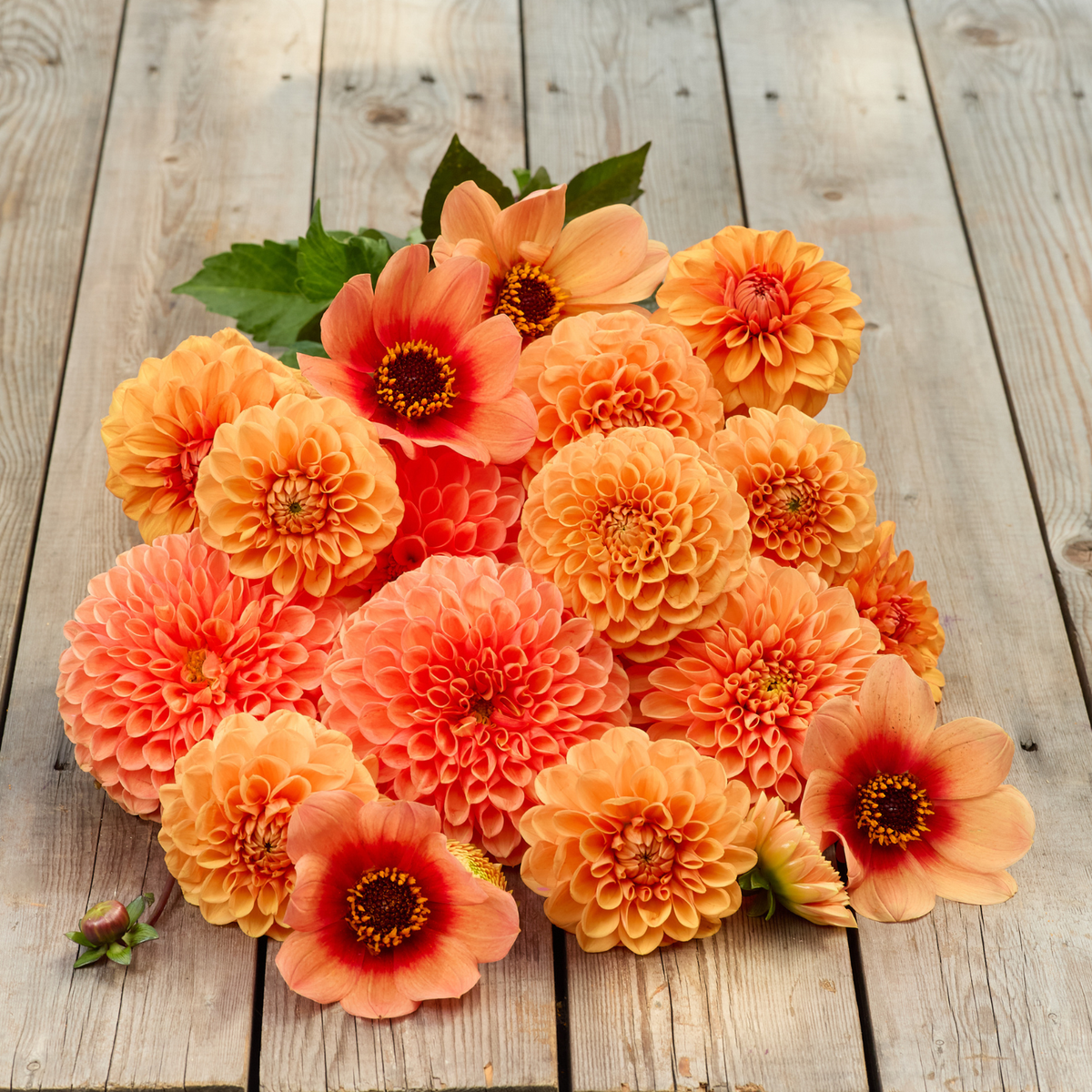 Dahlia Ball Jowey Nicky - 2 tuber clumps - Longfield Gardens