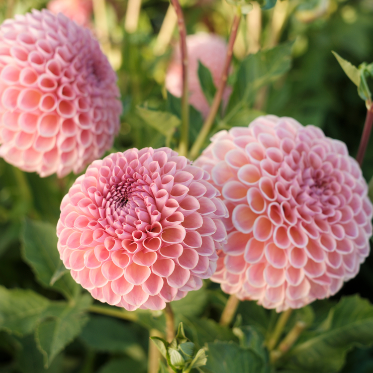Dahlia Ball Jowey Winnie