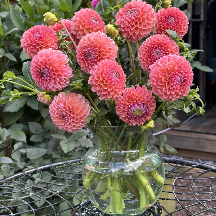 Dahlia Ball Jowey Winnie