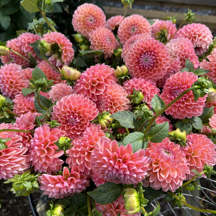 Dahlia Ball Jowey Winnie