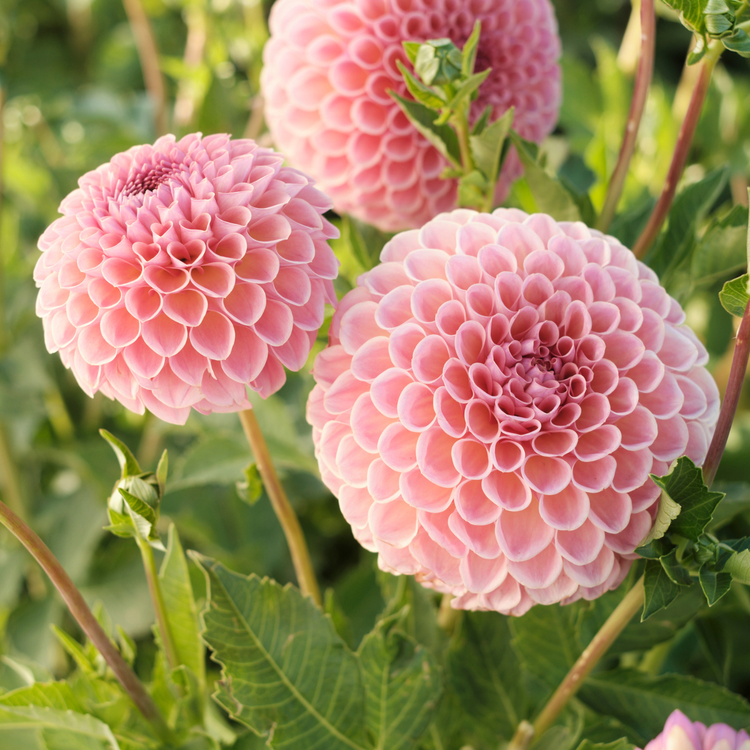 Dahlia Ball Jowey Winnie