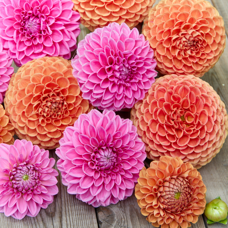 Dahlia Ball Jowey Winnie