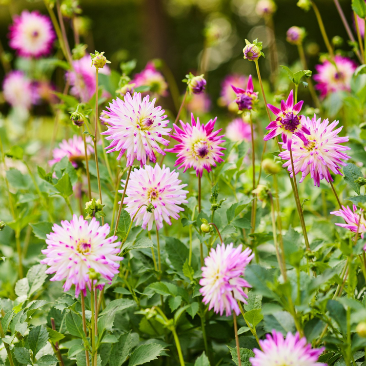 Dahlia Cactus Jura