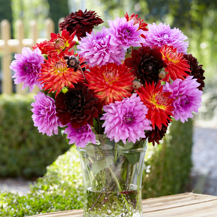Dahlia Decorative Karma Choc