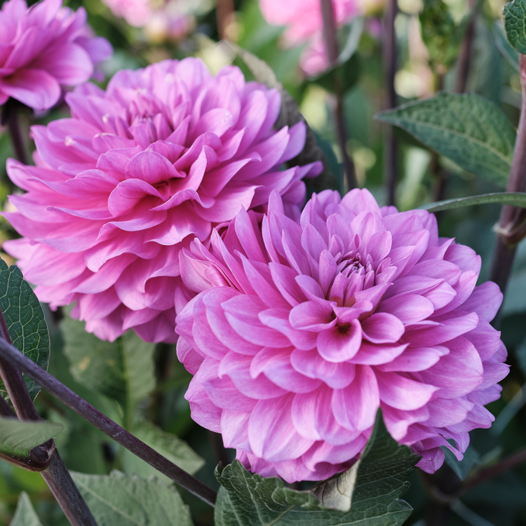 Dahlia Decorative Karma Lagoon