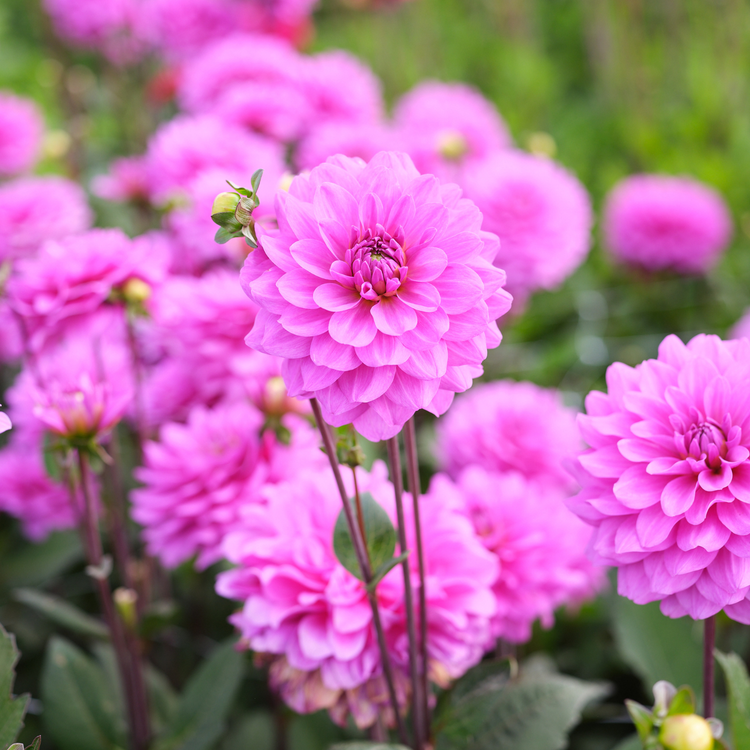 Dahlia Decorative Karma Lagoon