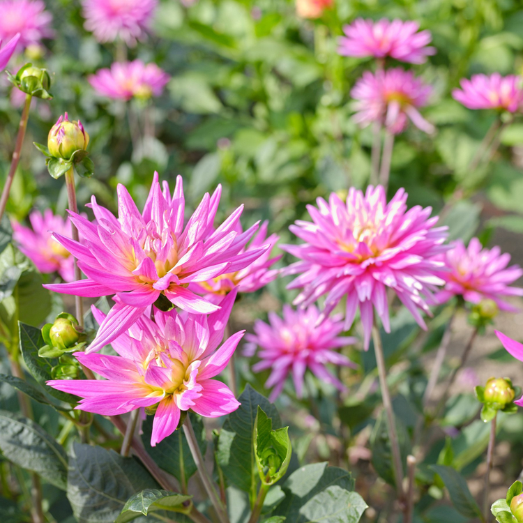 Dahlia Cactus Karma Pink Corona