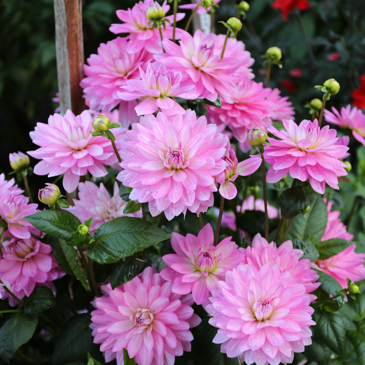 Dahlia Decorative Karma Prospero