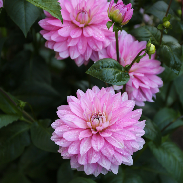 Dahlia Decorative Karma Prospero