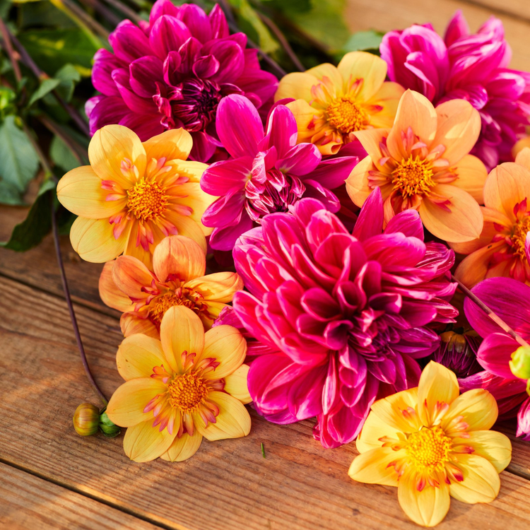 Dahlia Collarette Kelsey Annie Joy